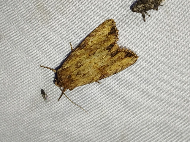 Apamea sublustris - sárgás dudvabagoly