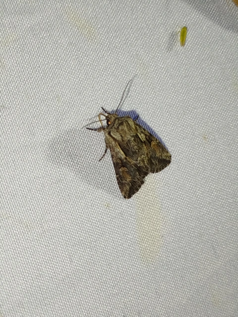 Chloantha hyperici - orbáncfű-sugarasbagoly