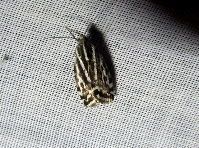 Emmelia trabealis - zebrabagoly