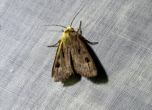 Agrotis exclamationis - felkiáltójeles földibagoly
