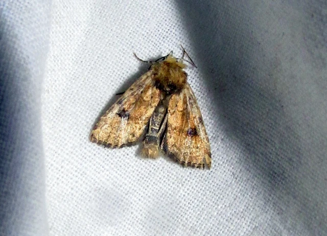 Atypha pulmonaris - tüdőfű-levélbagoly