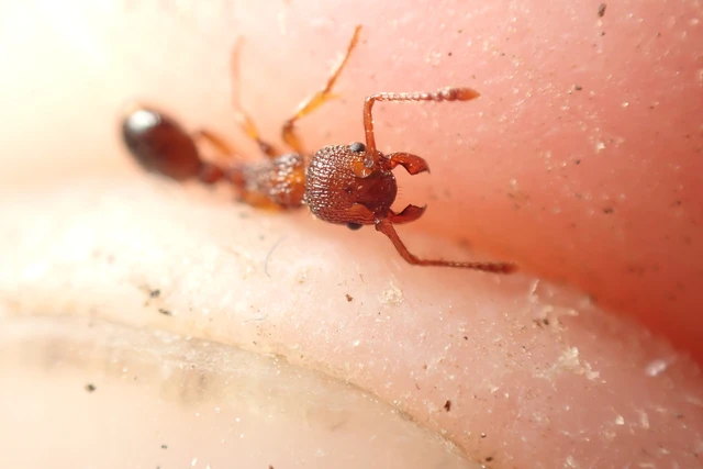 Myrmica sabuleti - gyakori bütyköshangya