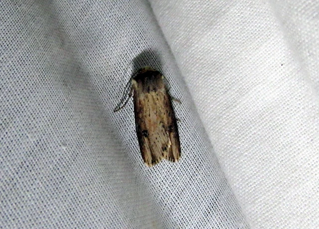 Axylia putris - vonalkás földibagoly