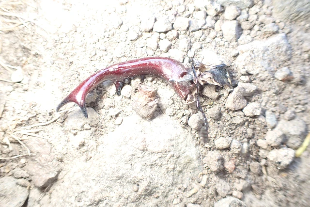 Lucanus cervus - nagy szarvasbogár
