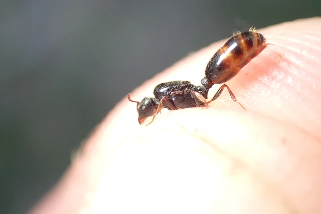 Tetramorium