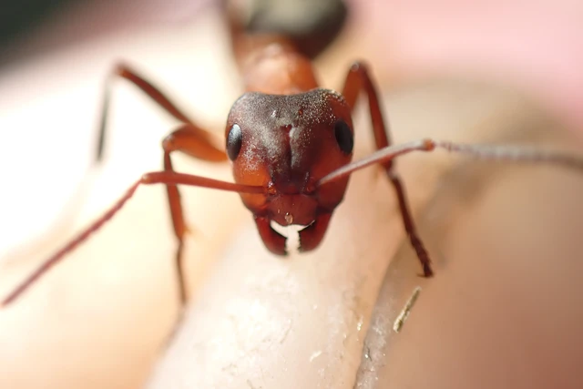 Formica sanguinea - vérvörös rablóhangya