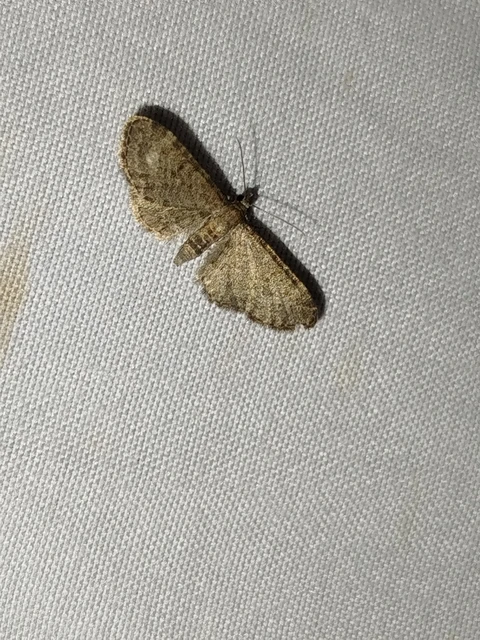 Eupithecia haworthiata - rozsdástestű törpearaszoló