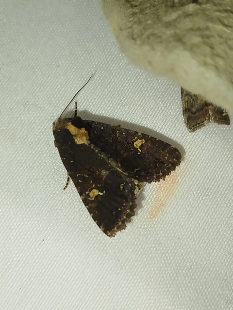 Mesapamea secalella/secalis
