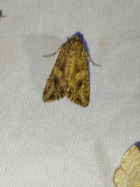 Hadula trifolii - lóherebagoly