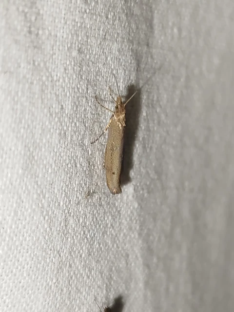 Ypsolopha ustella - csíkos tarkamoly