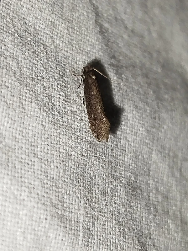 Elatobia fuliginosella - fenyves korhadékmoly