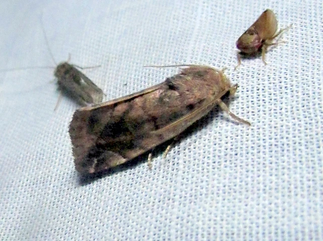 Cosmia pyralina - tölgyfa-lombbagoly