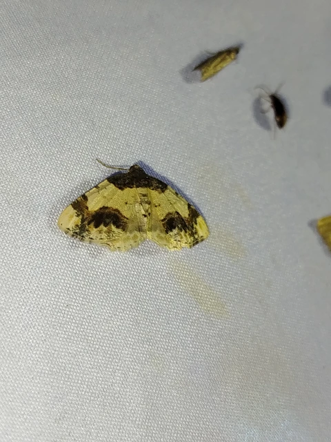 Ligdia adustata - barna levélaraszoló