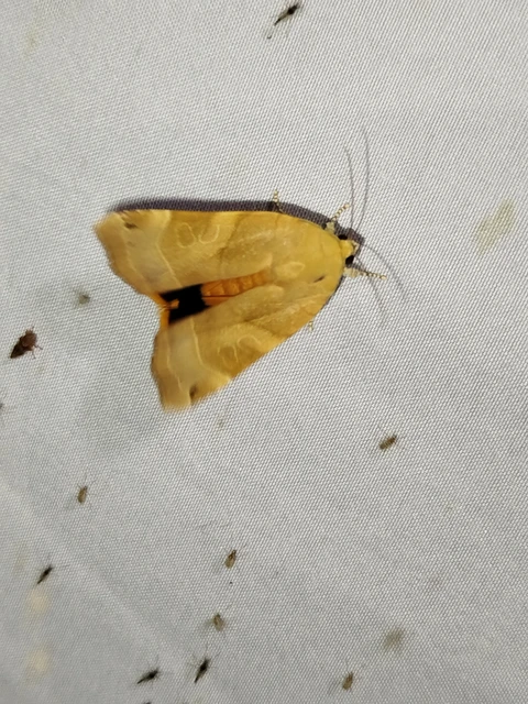 Noctua fimbriata - szélessávú sárgafűbagoly