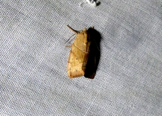 Cosmia trapezina - közönséges lombbagoly