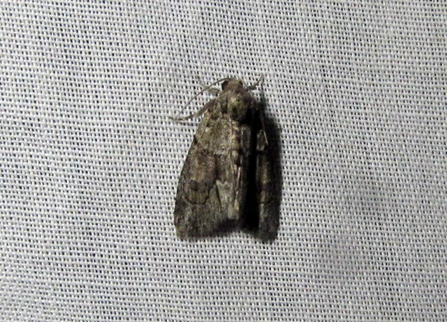 Cryphia fraudatricula - homoki zuzmóbagoly
