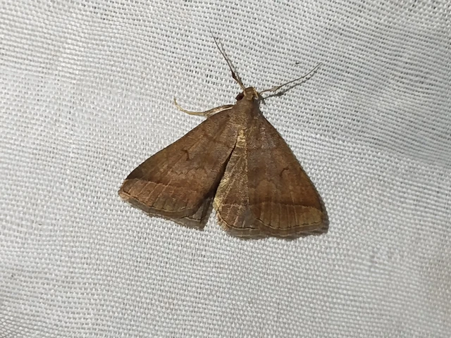 Zanclognatha lunalis - pelyheslábú karcsúbagoly