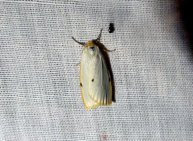 Cybosia mesomella - csontszínű molyszövő