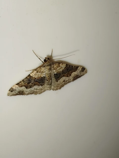 Epirrhoe galiata - sávos galajaraszoló