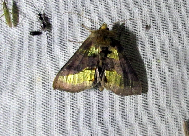 Diachrysia chrysitis - aranybagoly Diachrysia chrysitis - aranybagoly