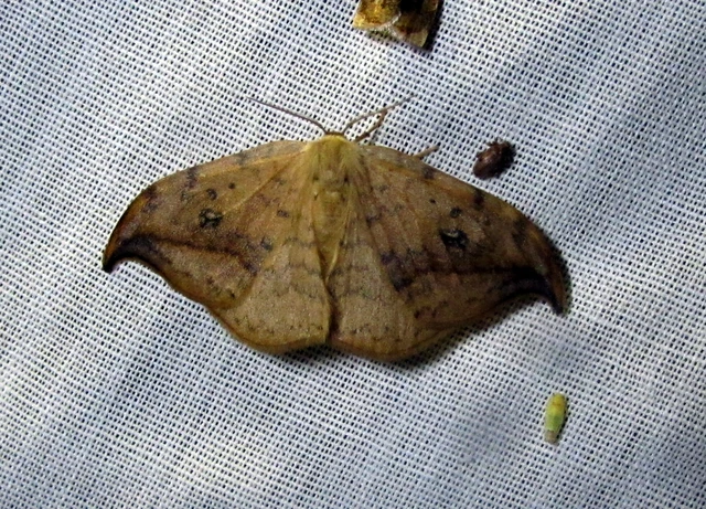 Drepana falcataria - nyárfa-sarlósszövő
