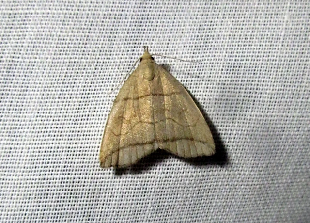 Herminia grisealis - ligeti karcsúbagoly