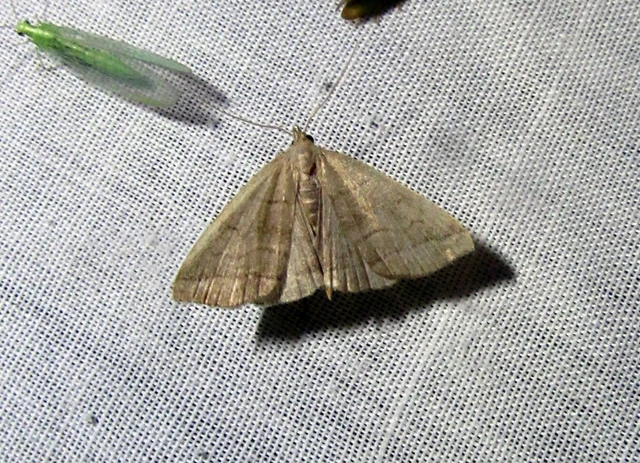 Herminia tarsicrinalis - szőröslábú karcsúbagoly