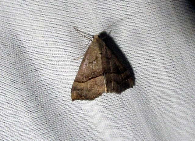 Hypena proboscidalis - ormányos karcsúbagoly