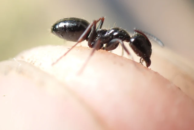 Camponotus piceus - szurkos lóhangya