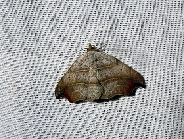 Laspeyria flexula - zuzmóbagoly