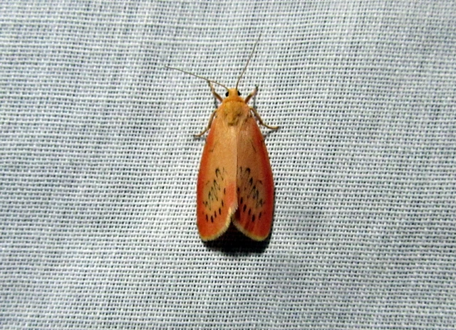Miltochrista miniata - piros medvelepke