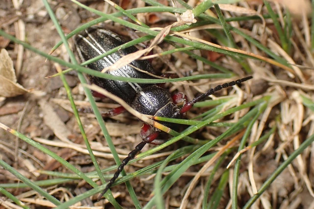 Dorcadion pedestre - kétsávos gyalogcincér Dorcadion pedestre - kétsávos gyalogcincér