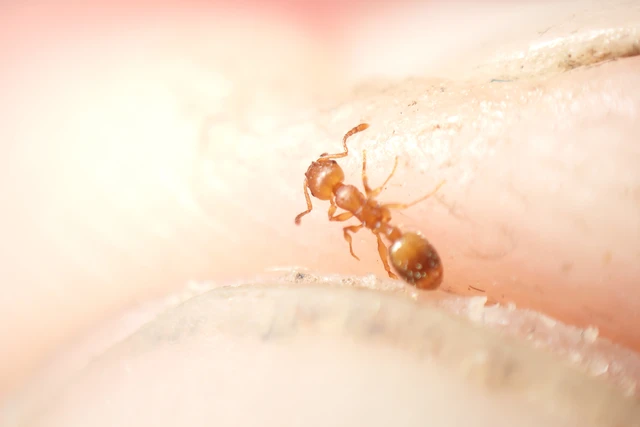 Temnothorax crassispinus - gubacslakó kéreghangya