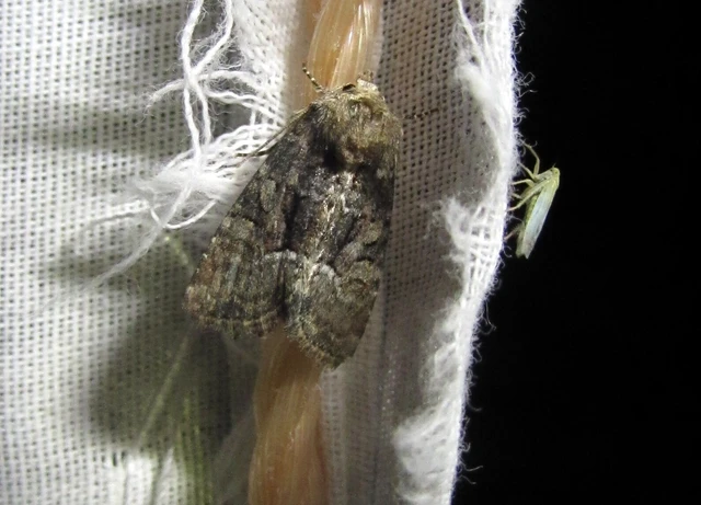 Oligia strigilis/latruncula/versicolor
