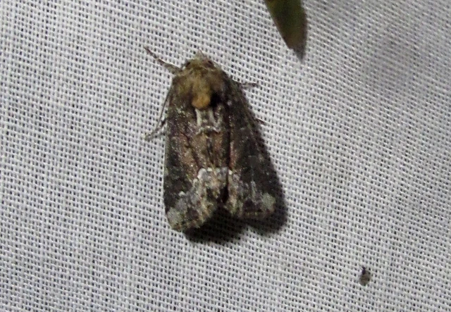 Oligia strigilis - kormos dudvabagoly