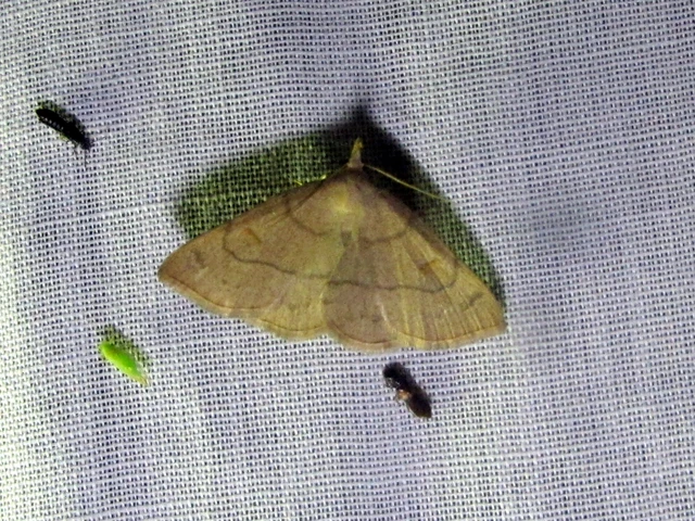 Paracolax tristalis - sárgás karcsúbagoly