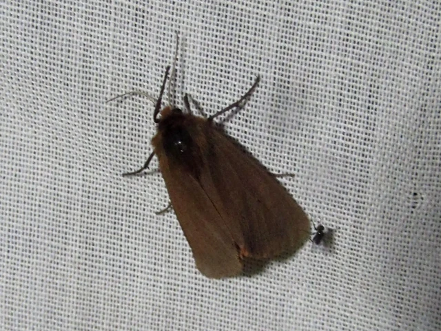 Phragmatobia fuliginosa - füstös medvelepke