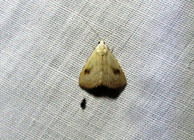 Rivula sericealis - selymes lórombagoly