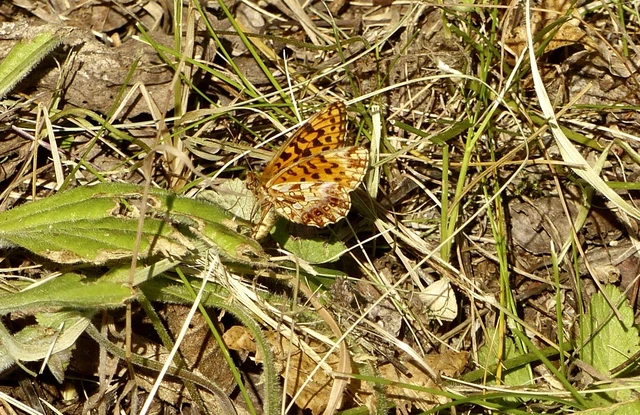 Boloria dia - kis gyöngyházlepke