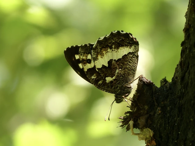 Brintesia circe - fehéröves szemeslepke