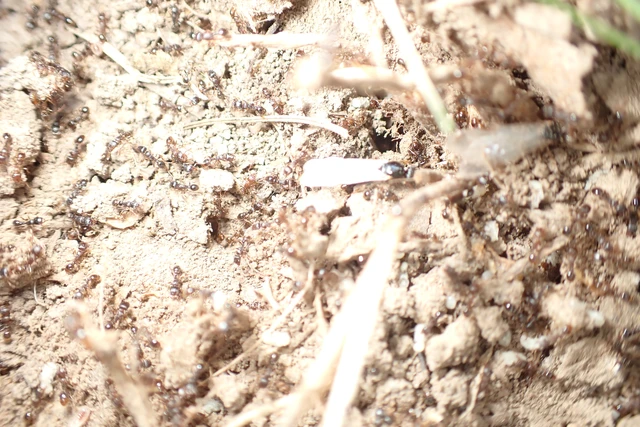 Tetramorium