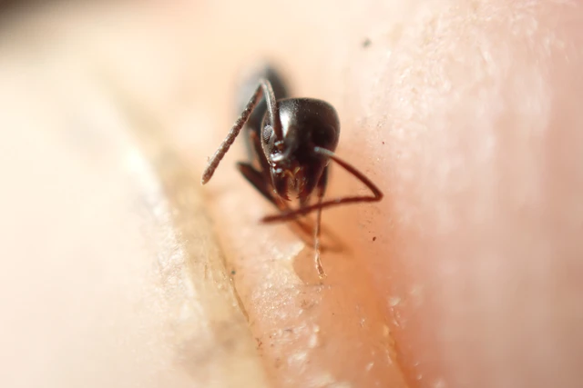 Tapinoma erraticum - kóborhangya