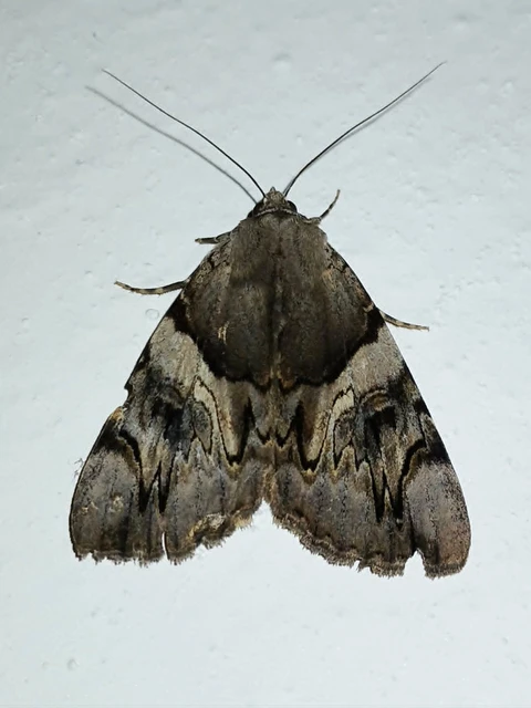 Catocala fulminea - galagonya-övesbagoly