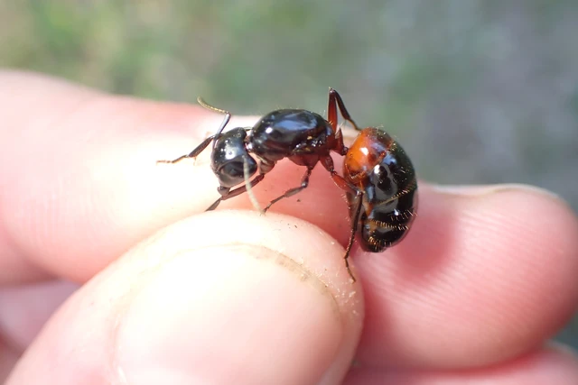 Camponotus ligniperda - faodvasító lóhangya
