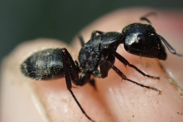 Camponotus vagus - fekete lóhangya