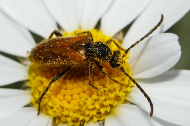 Pseudovadonia livida - barnás virágcincér