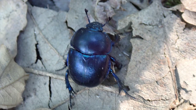 Trypocopris vernalis - tavaszi álganéjtúró