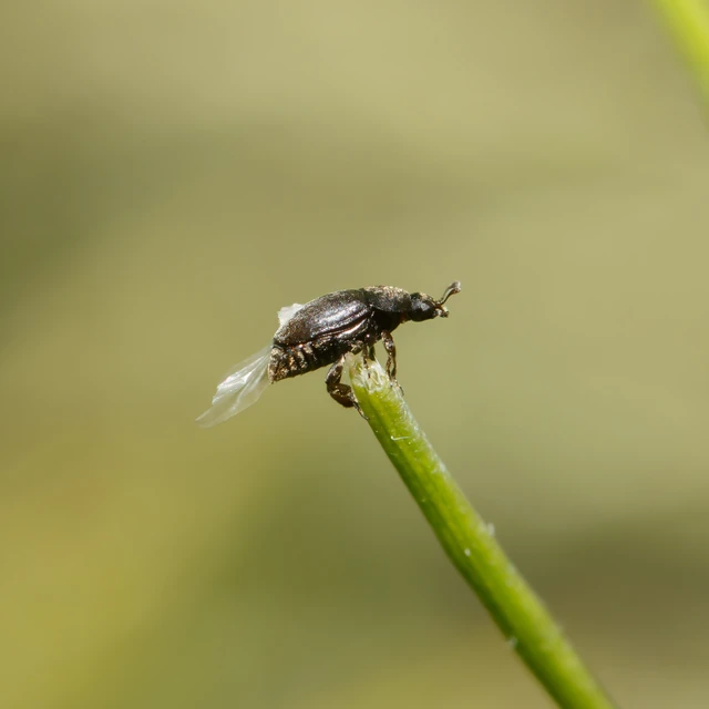 Meligethinae Meligethinae