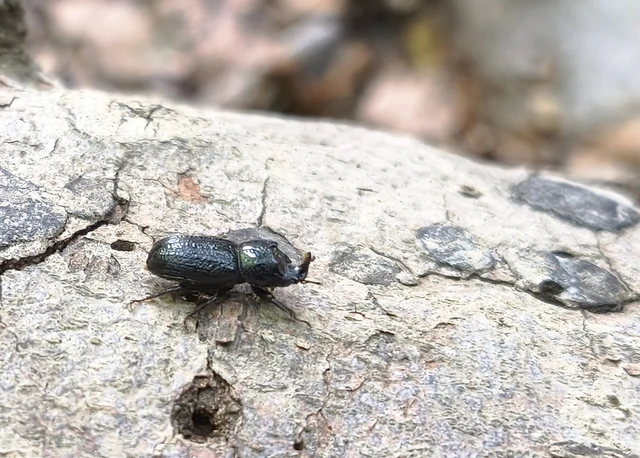 Sinodendron cylindricum - tülkös szarvasbogár