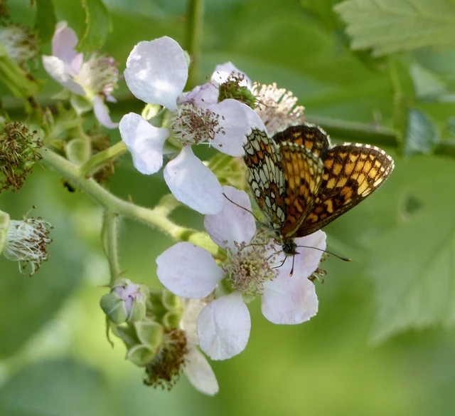 Melitaea athalia - közönséges tarkalepke
